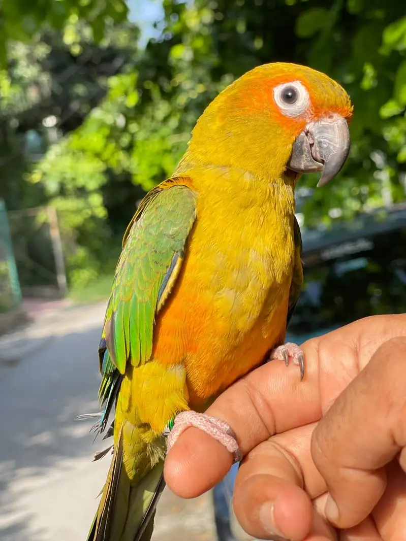 sun conure hand tame female with DNA  — photo 4