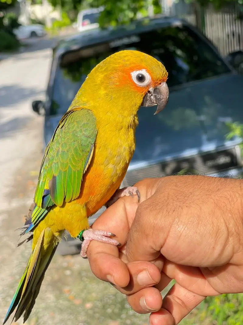 sun conure hand tame female with DNA  — photo 5