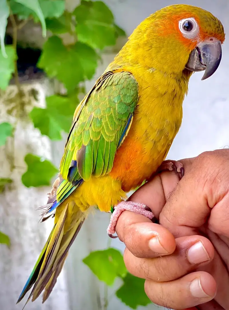sun conure hand tame female with DNA  — photo 7