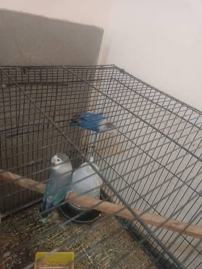 Love Birds Parrots for Sale Breeder