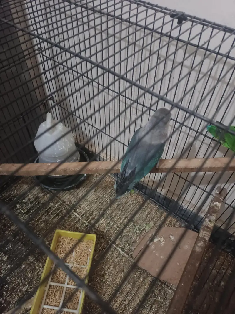 Love Birds Parrots for Sale Breeder — photo 2