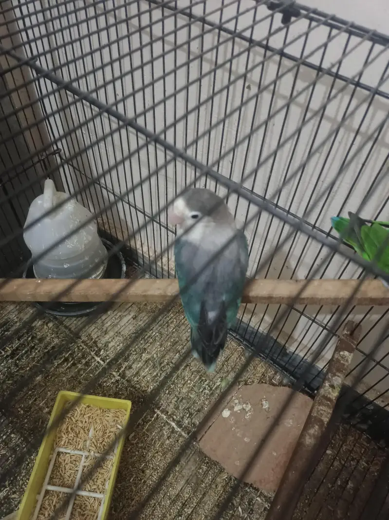 Love Birds Parrots for Sale Breeder — photo 3