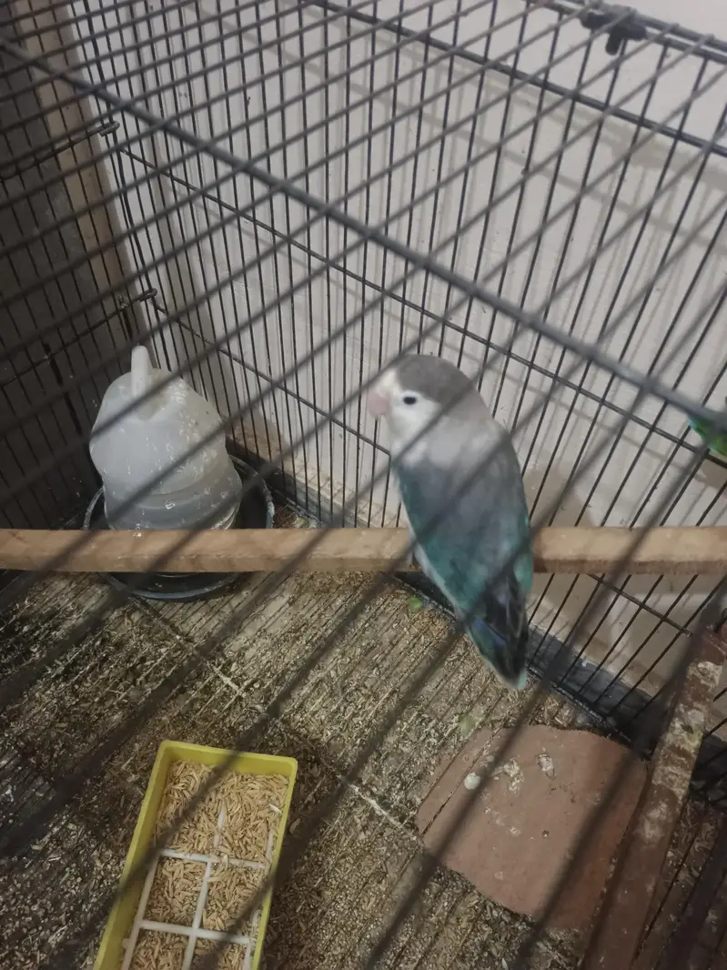 Love Birds Parrots for Sale Breeder — photo 4