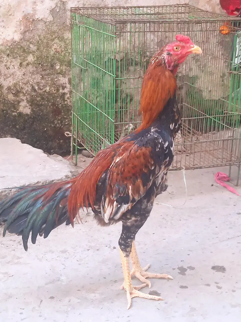 aseel miya wali. . . . 03221489062i — photo 3