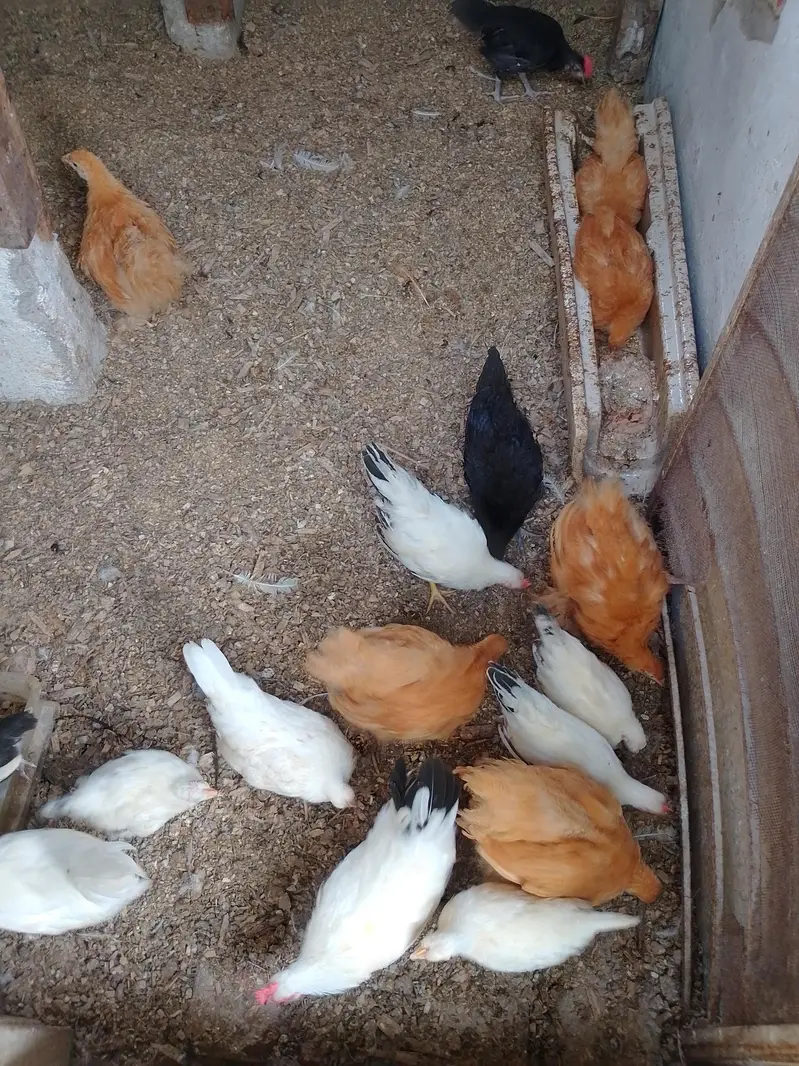 golden buff chicks Cochin white breeders — photo 4