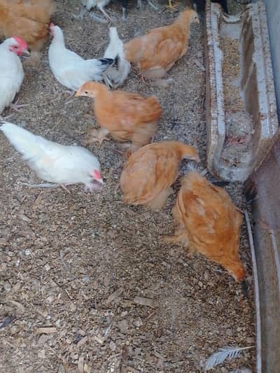 golden buff chicks Cochin white breeders
