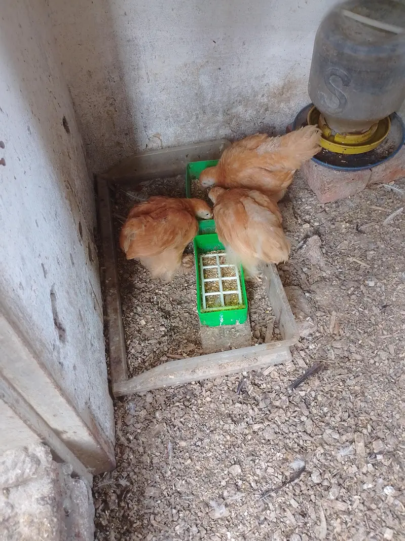golden buff chicks Cochin white breeders — photo 3