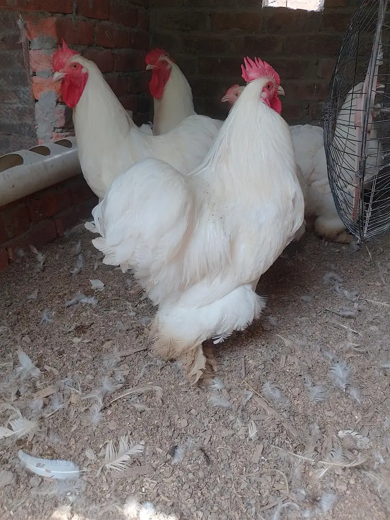 golden buff chicks Cochin white breeders — photo 2