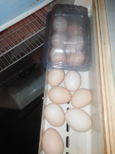 Ghar ki pali desi murgiyo k eggs dastiyab hai. .