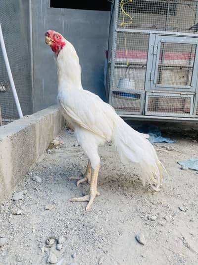 Indian Parrot Beak Male For Sale