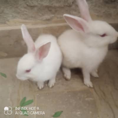 Male and Female Rabbit