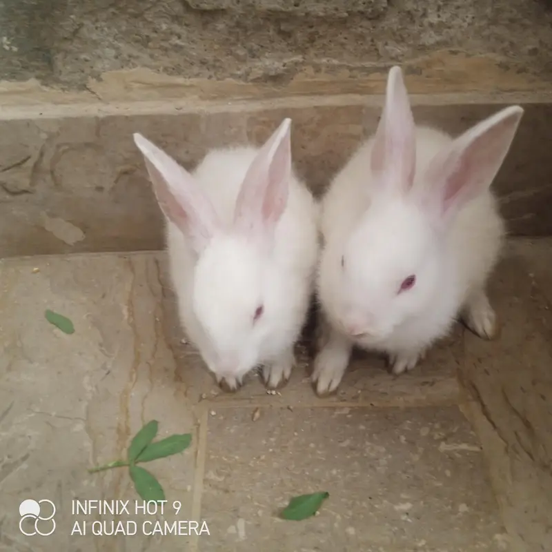 Male and Female Rabbit — photo 2