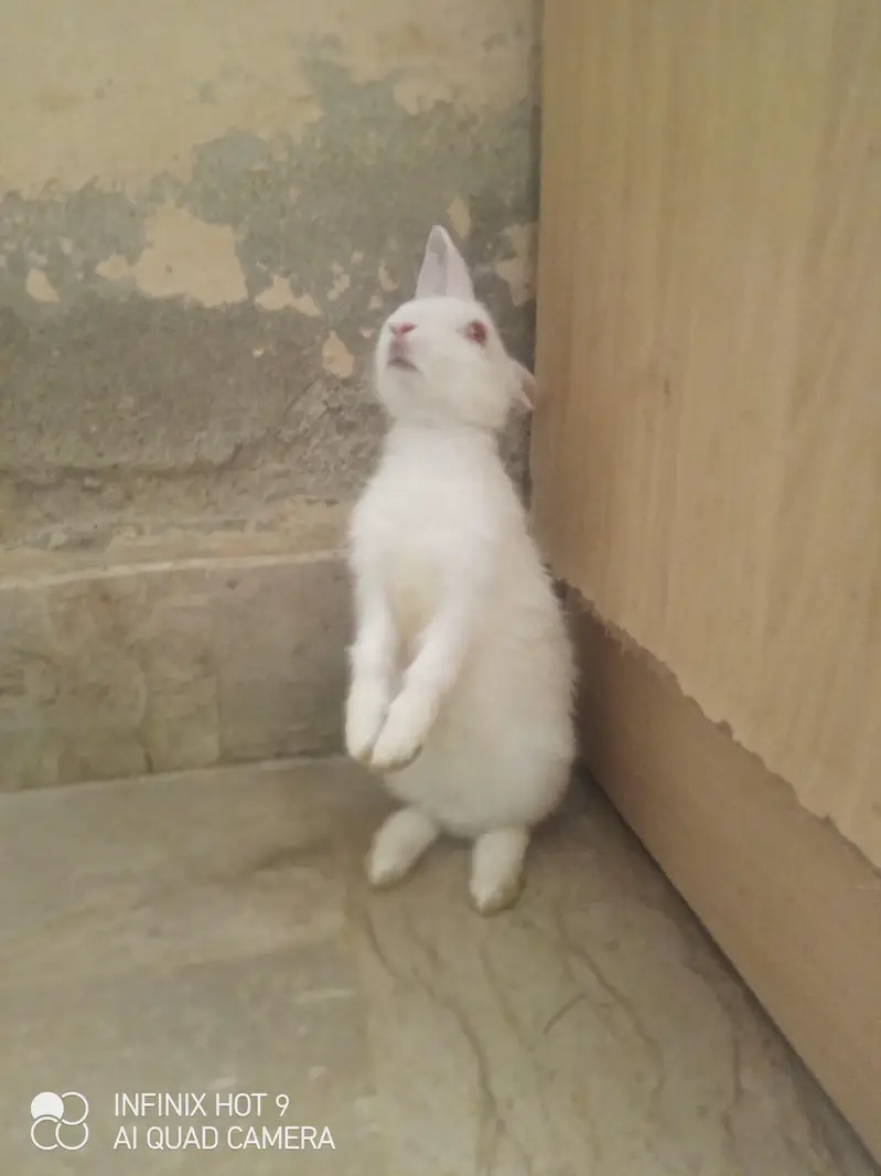 Male and Female Rabbit — photo 3