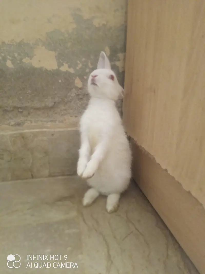 Male and Female Rabbit — photo 4