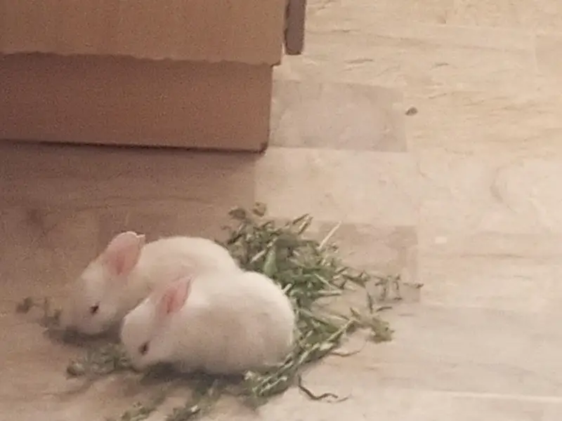 Male and Female Rabbit — photo 5