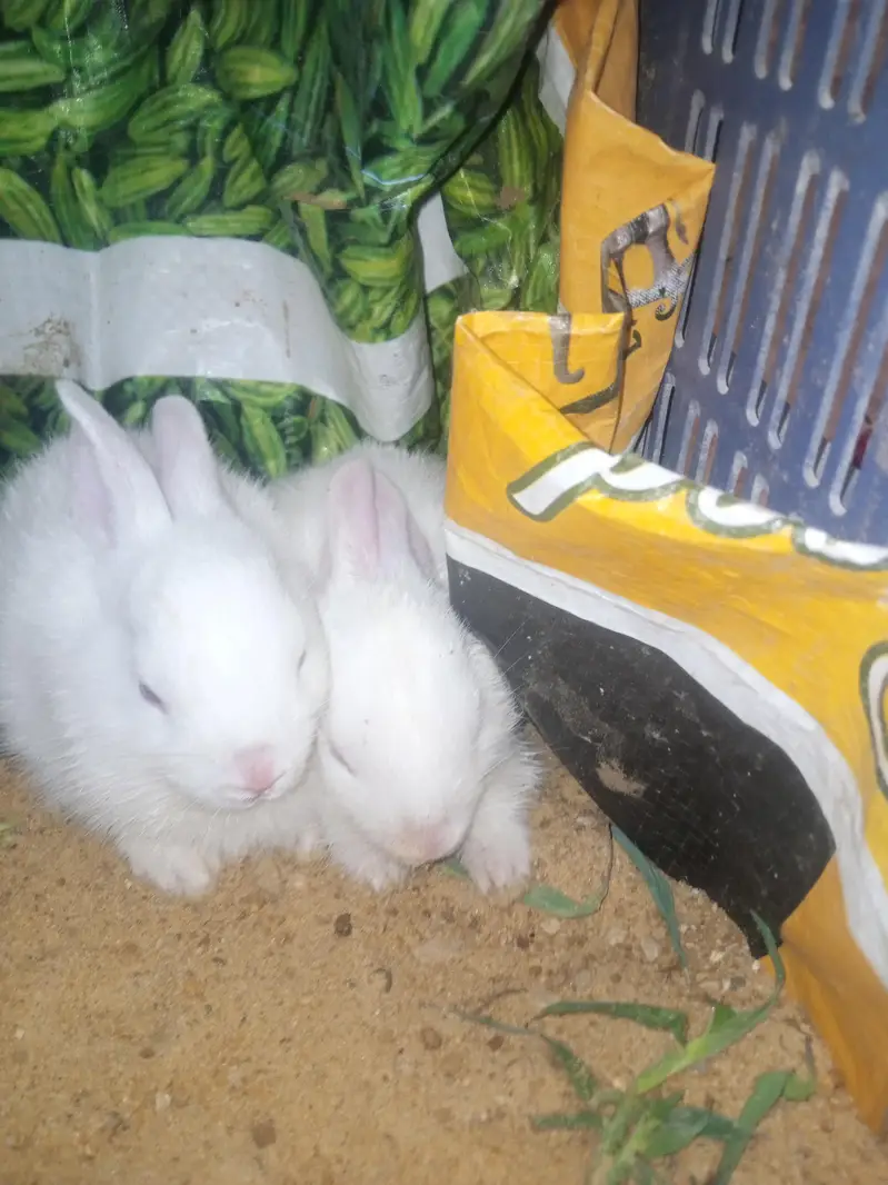 Male and Female Rabbit — photo 6
