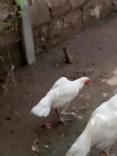 Parrt Beak check hai jis bhai ko Kya hai