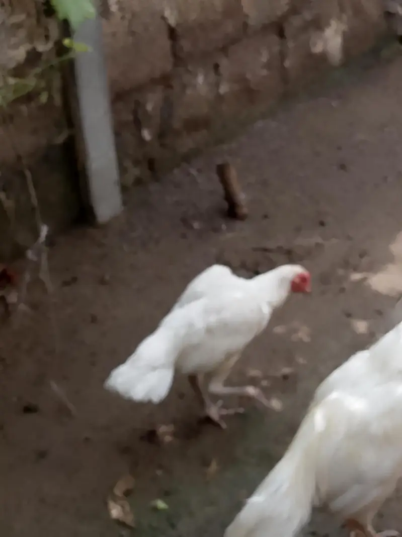 Parrt Beak check hai jis bhai ko Kya hai — photo 5
