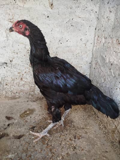 Aseel Hen egg dai ri h 0303.8868. 142