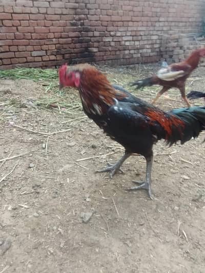 burmixthai walait breeder patha