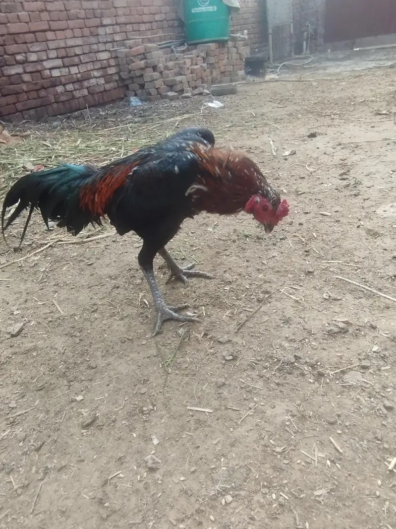 burmixthai walait breeder patha — photo 2