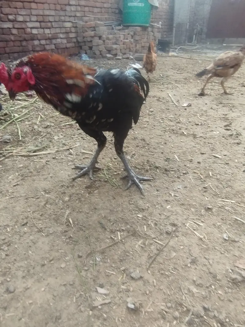 burmixthai walait breeder patha — photo 3