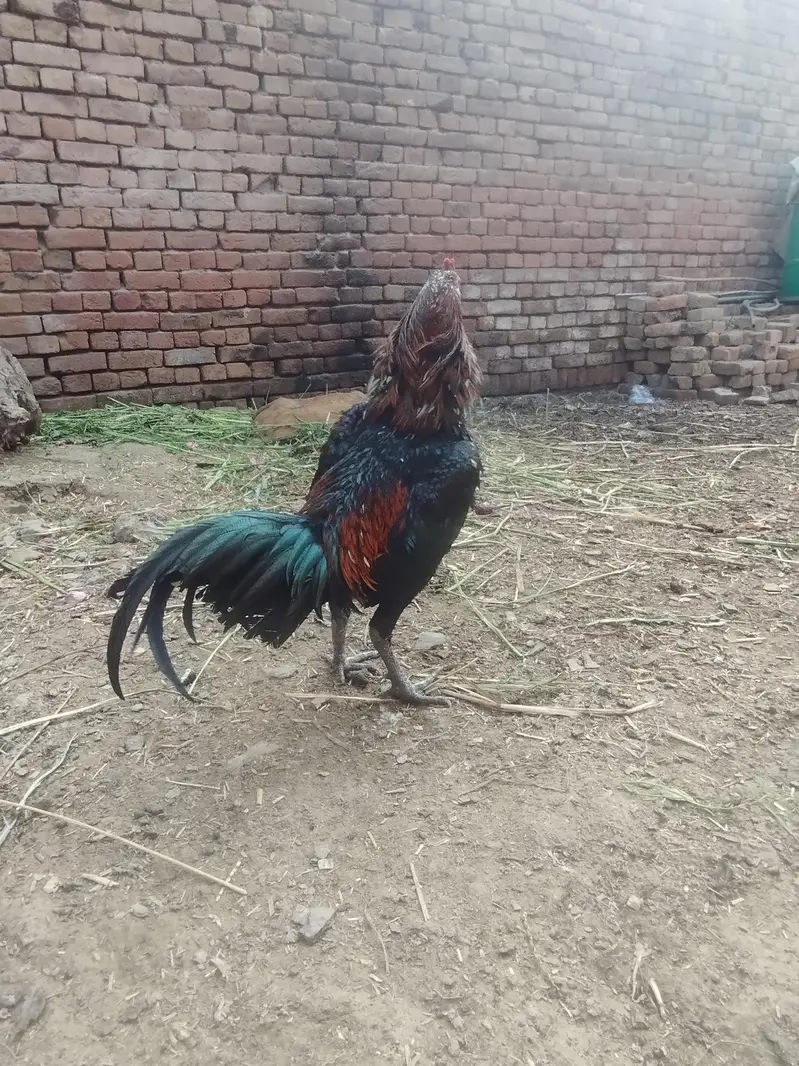 burmixthai walait breeder patha — photo 4
