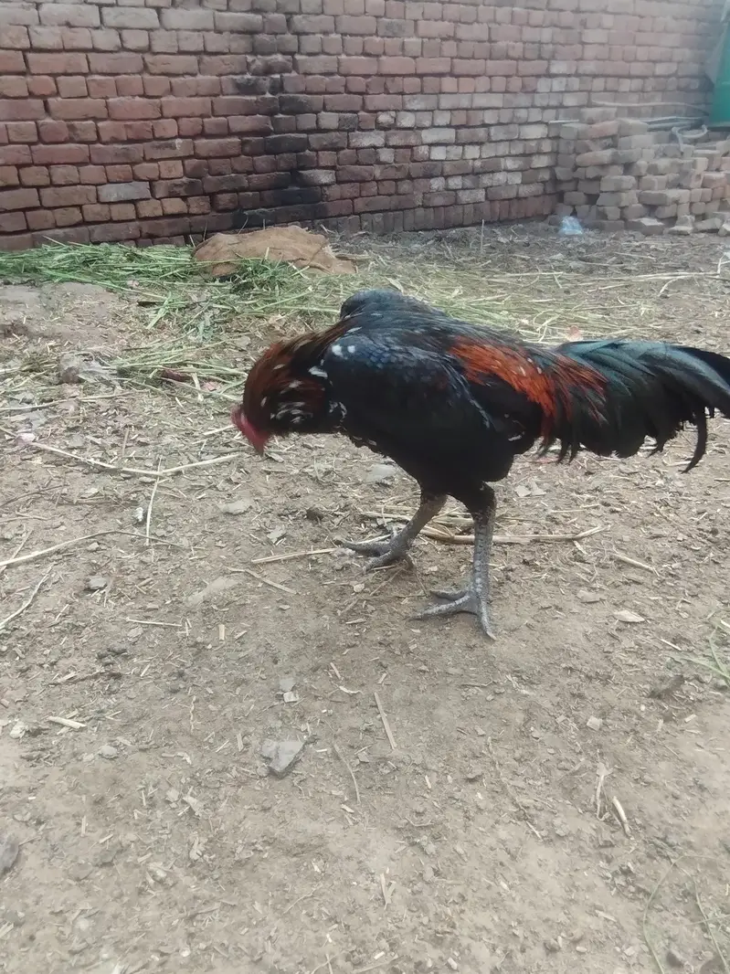 burmixthai walait breeder patha — photo 5