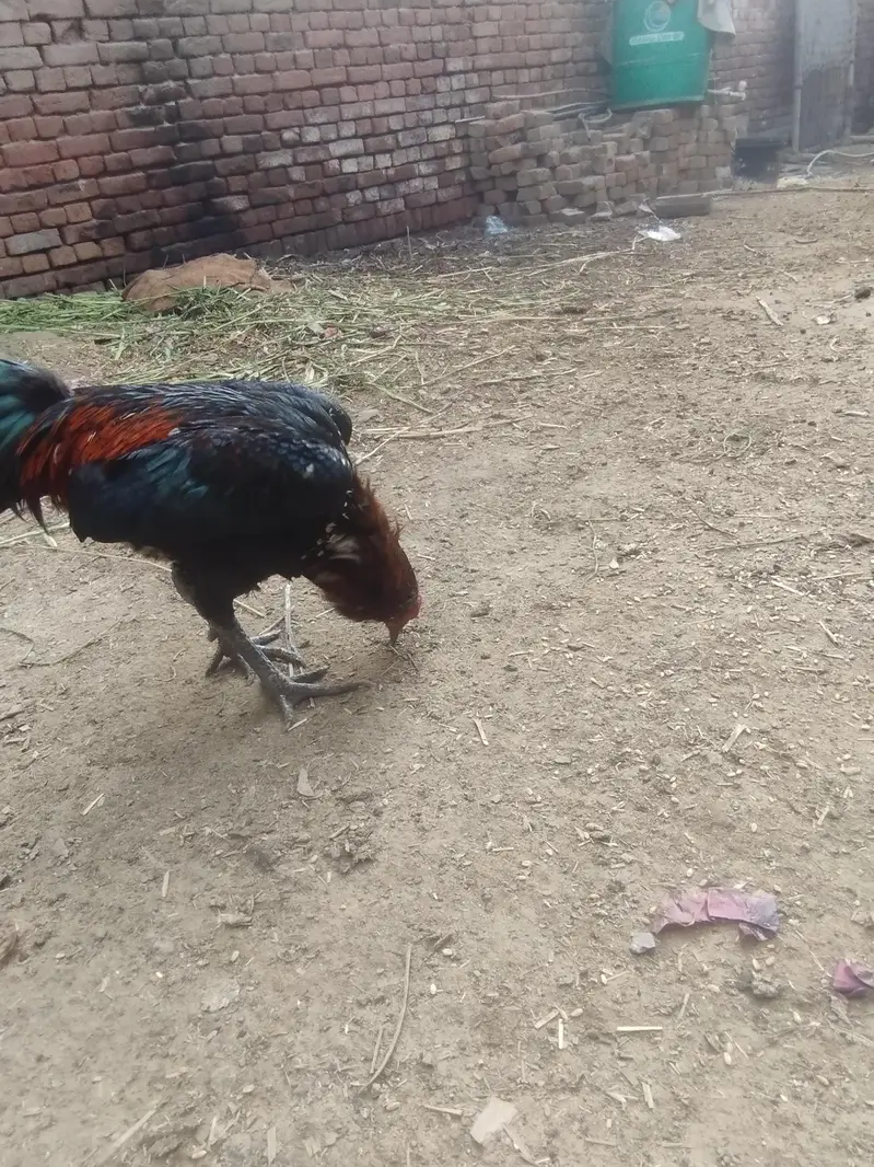 burmixthai walait breeder patha — photo 6