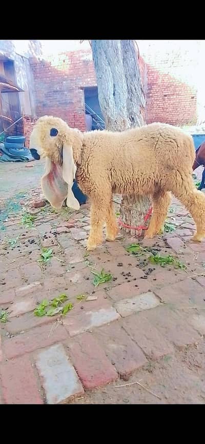 kajla | chatra  |sheep |Goat |  Beetal