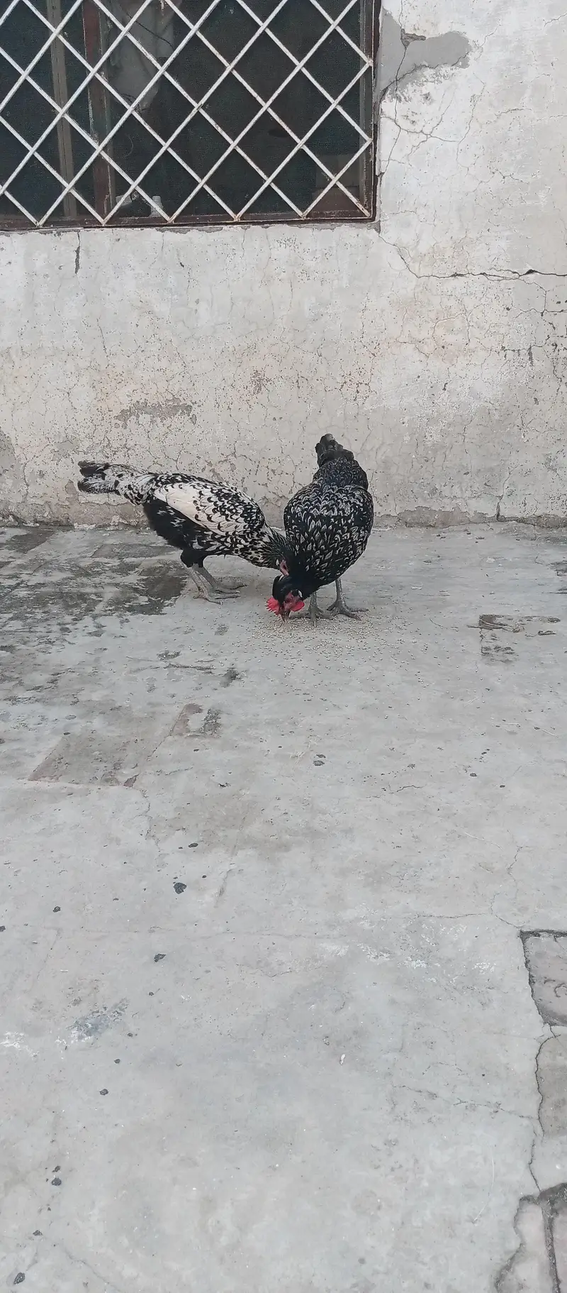 Fancy Cross egg laying hens cocktails kabootar for sale — photo 2
