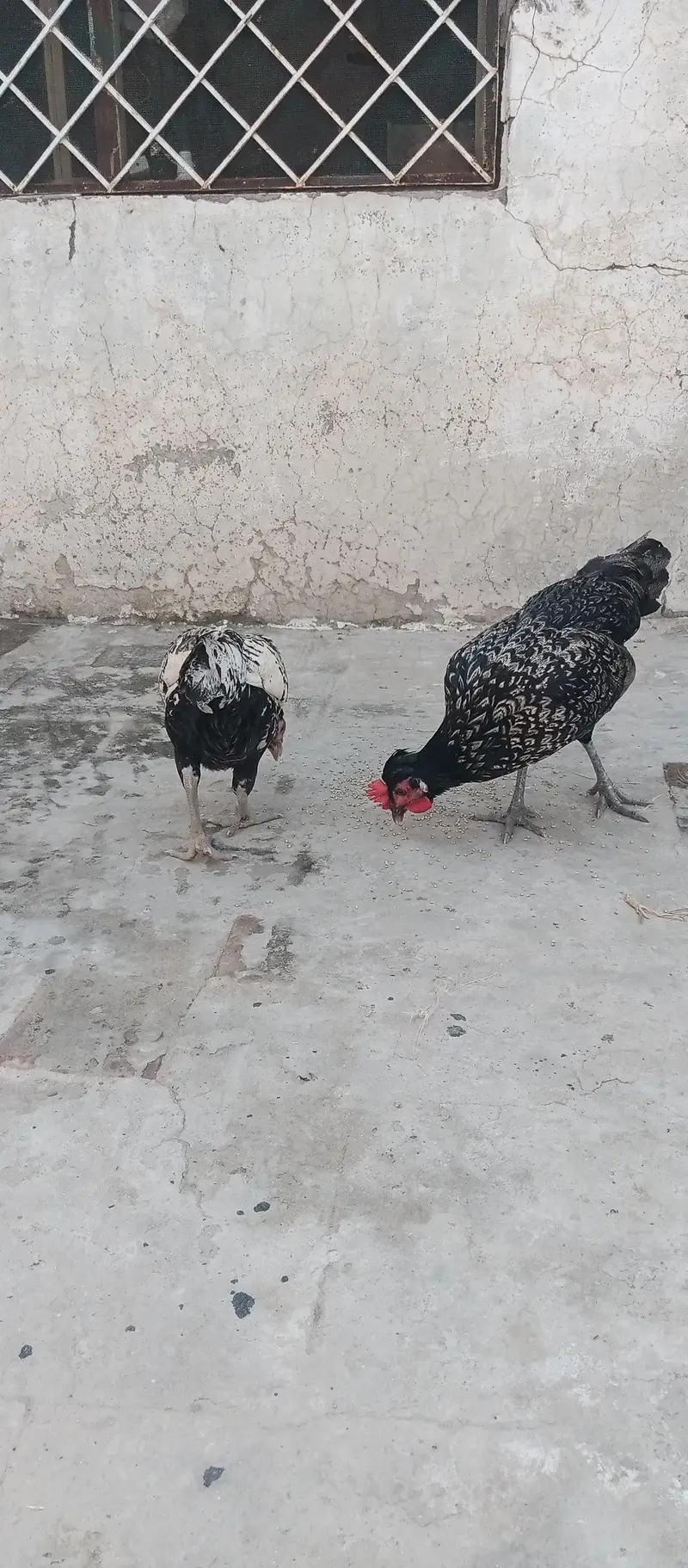 Fancy Cross egg laying hens cocktails kabootar for sale — photo 3