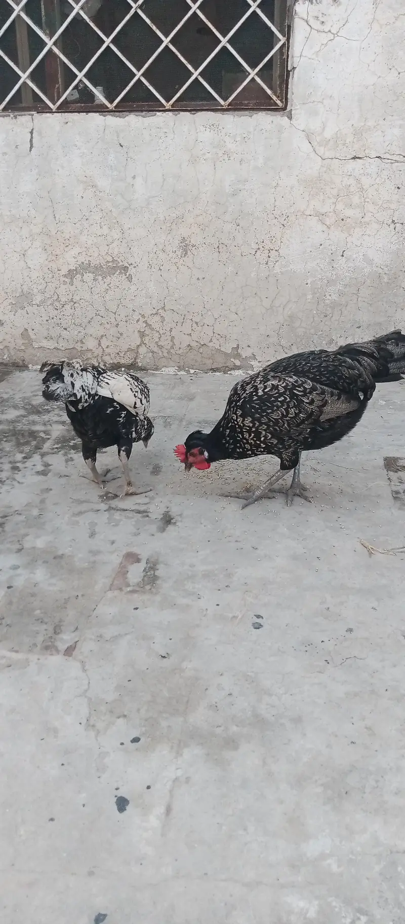Fancy Cross egg laying hens cocktails kabootar for sale — photo 4