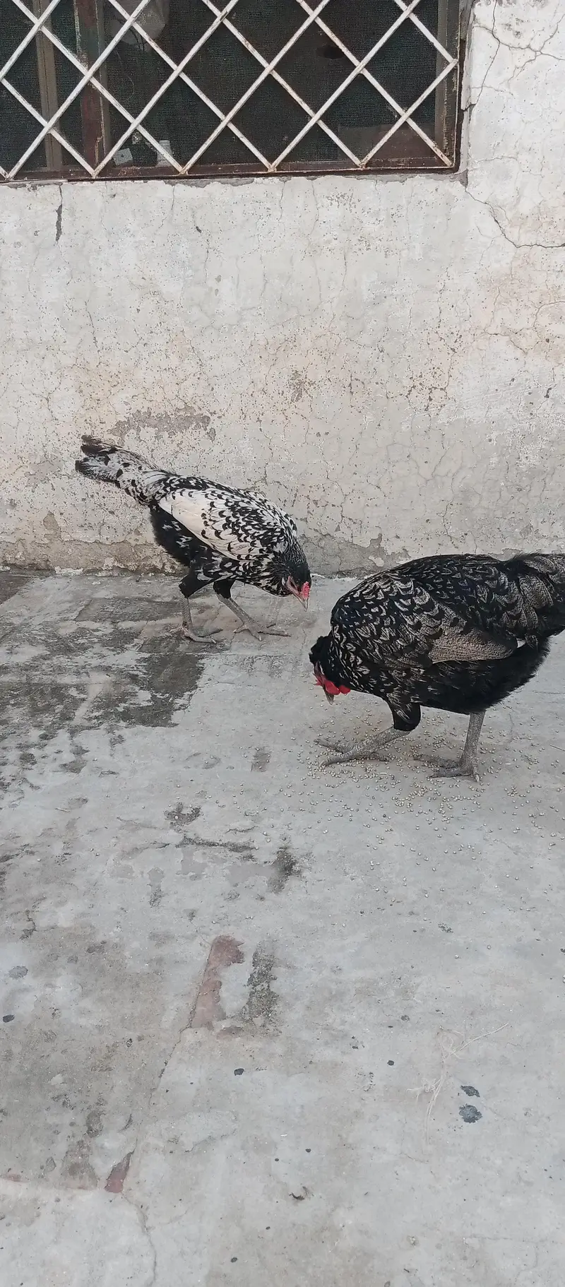 Fancy Cross egg laying hens cocktails kabootar for sale — photo 5
