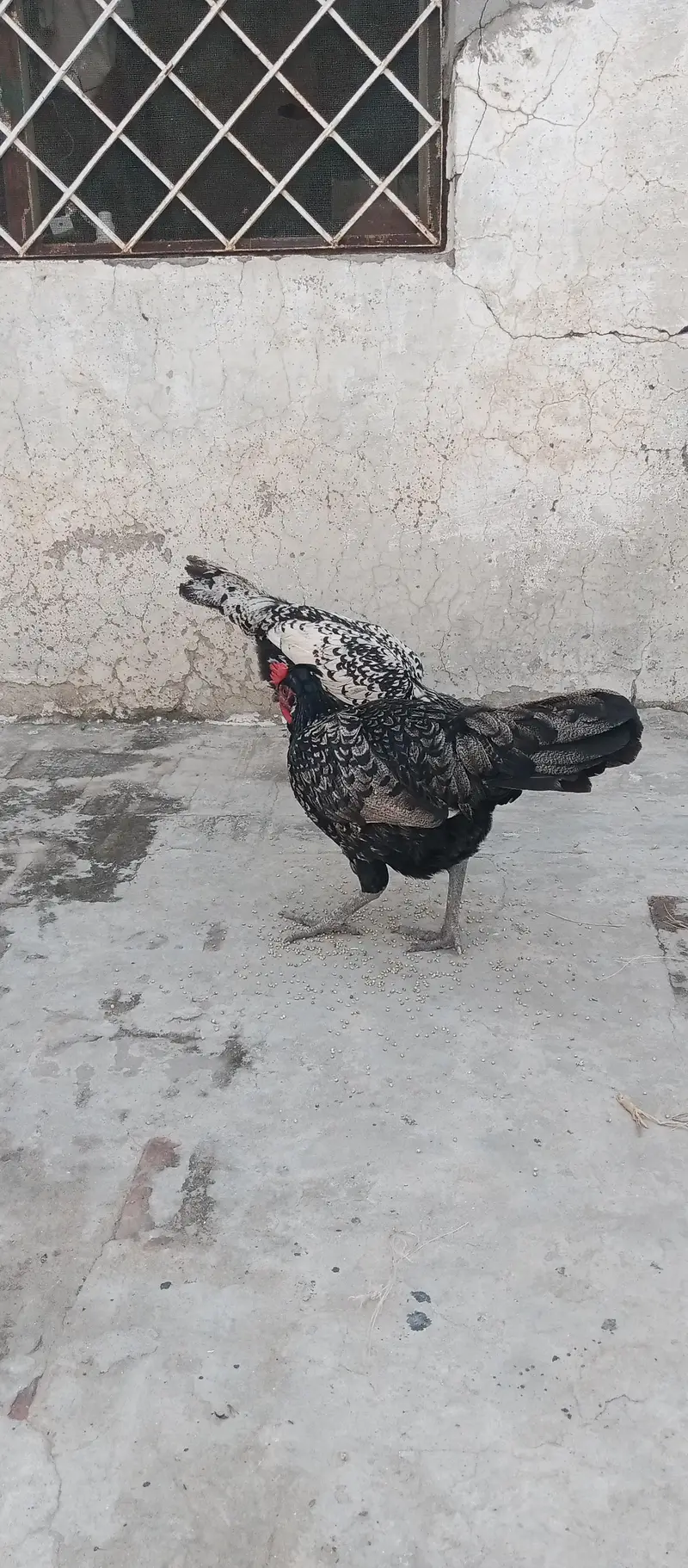 Fancy Cross egg laying hens cocktails kabootar for sale — photo 6