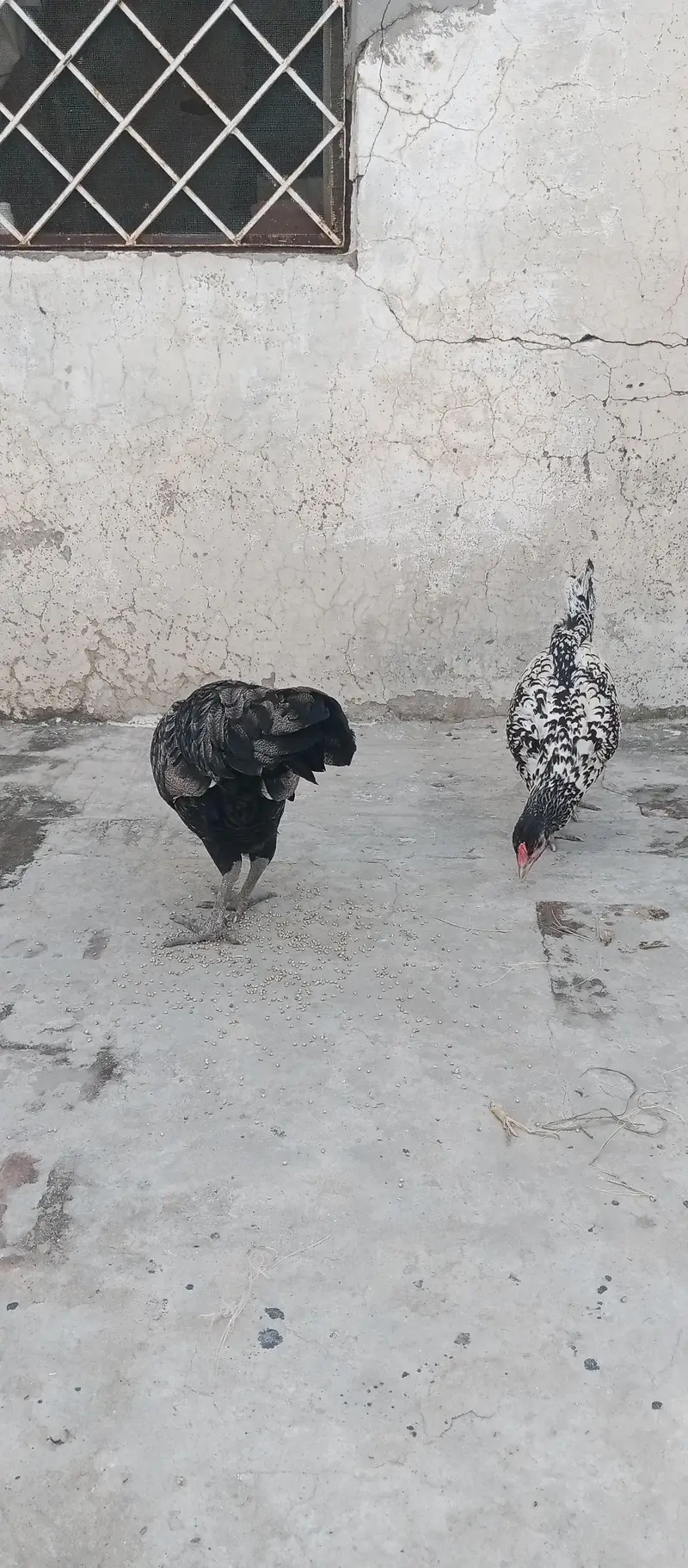 Fancy Cross egg laying hens cocktails kabootar for sale — photo 7