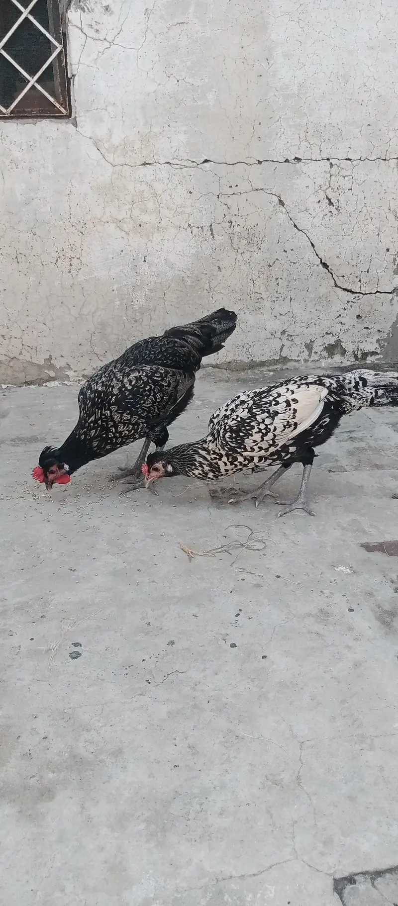 Fancy Cross egg laying hens cocktails kabootar for sale — photo 8
