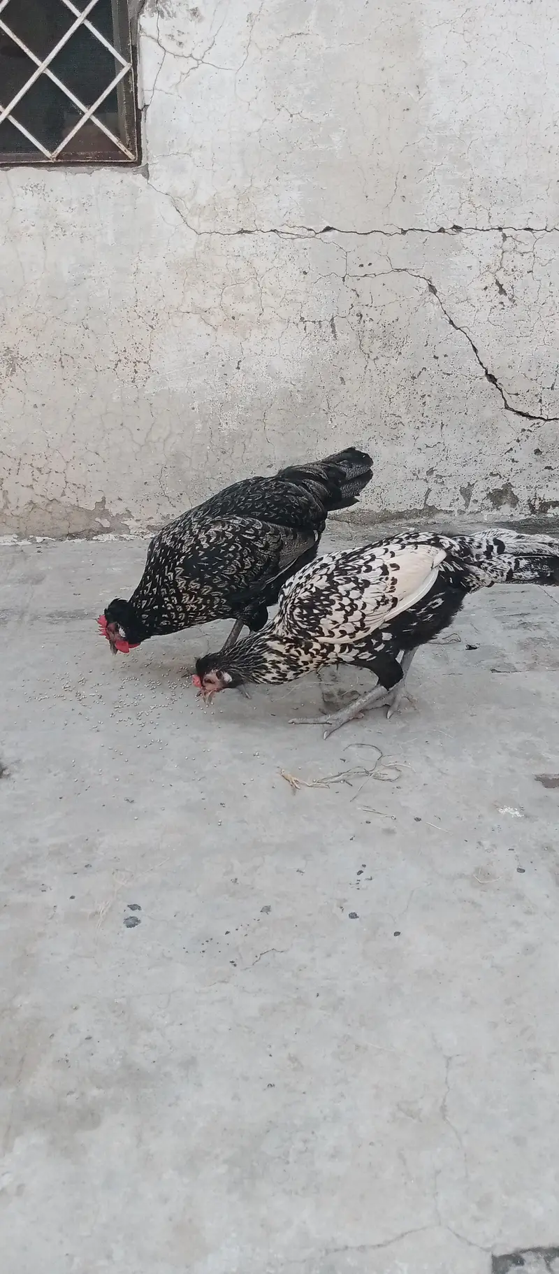 Fancy Cross egg laying hens cocktails kabootar for sale — photo 9