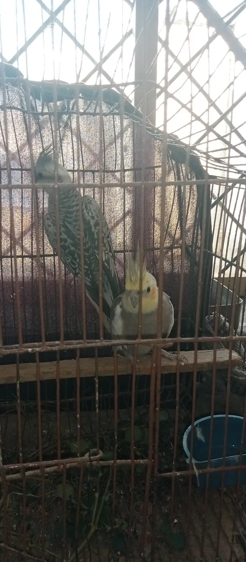 Fancy Cross egg laying hens cocktails kabootar for sale — photo 10