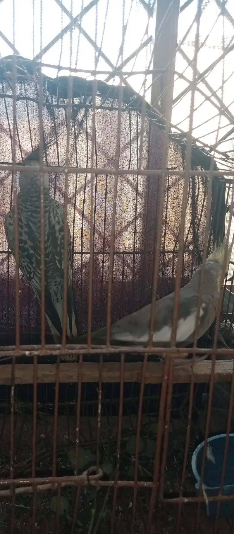Fancy Cross egg laying hens cocktails kabootar for sale — photo 11