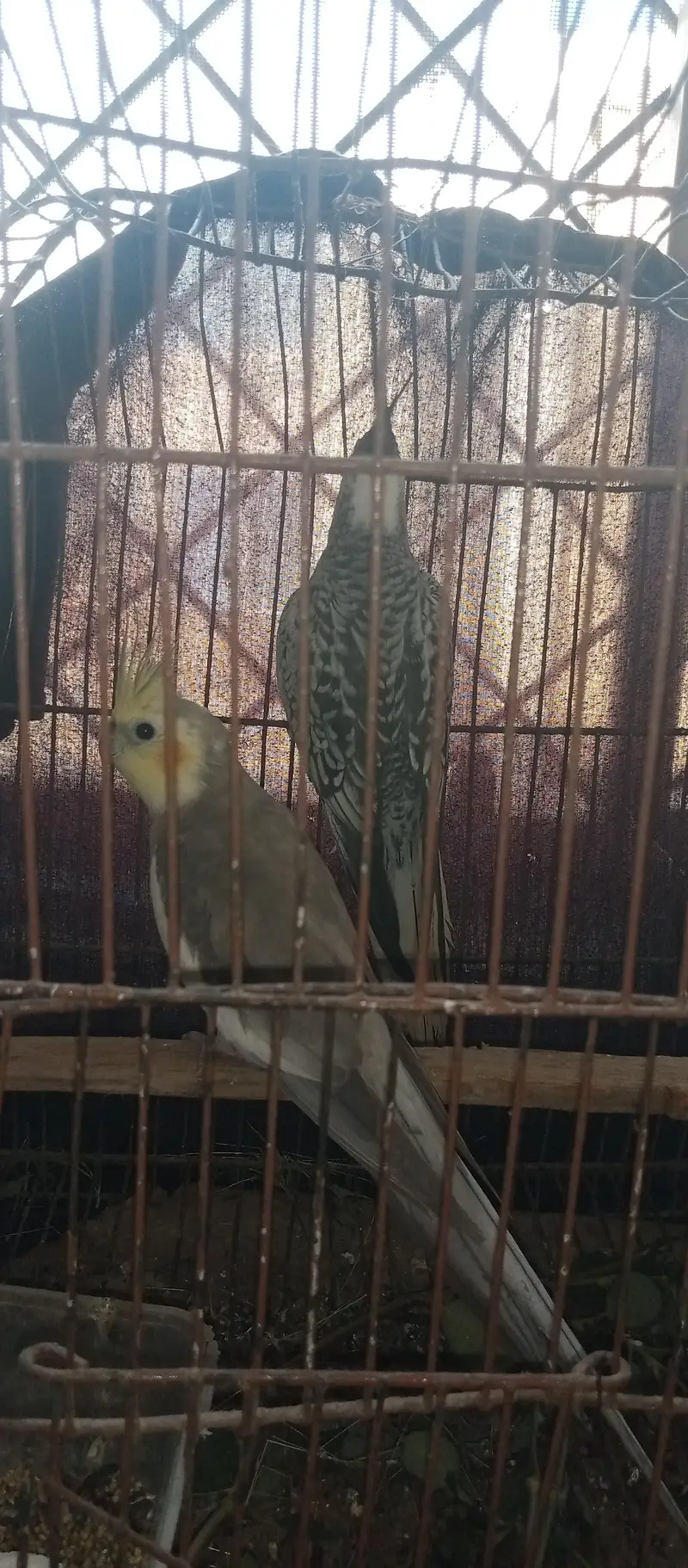 Fancy Cross egg laying hens cocktails kabootar for sale — photo 12