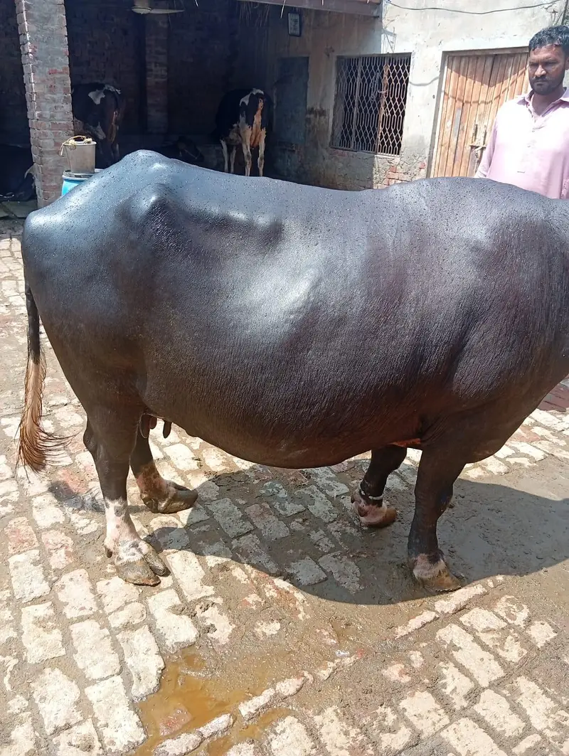 dosra sua ha bhins bohta achi ha dod 13 kg wazan kar k ha — photo 10