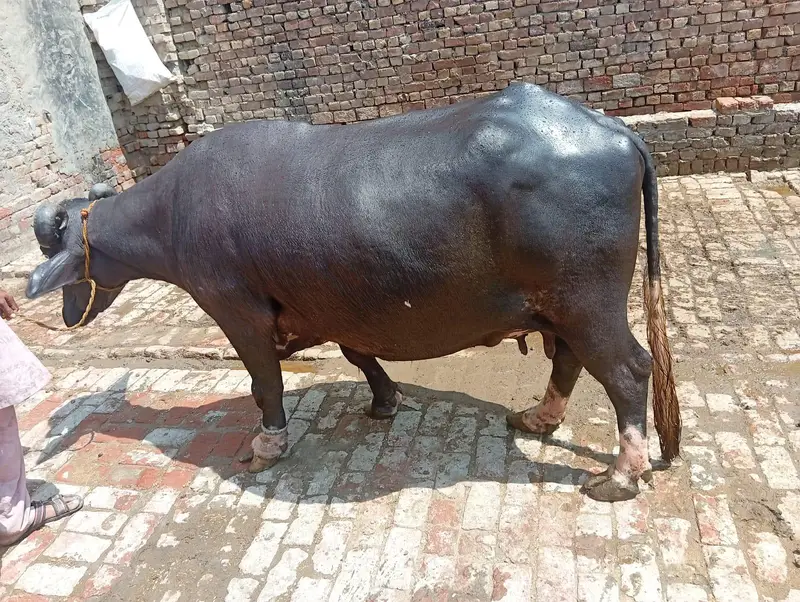 dosra sua ha bhins bohta achi ha dod 13 kg wazan kar k ha — photo 11