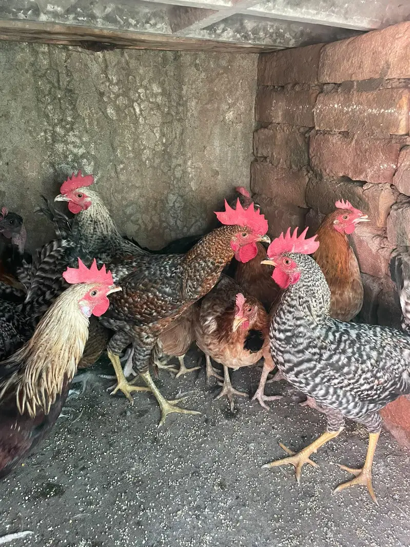 Golden misri murghiya anda wali or murgha avaliable ha — photo 6