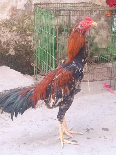 Sindhi Aseel