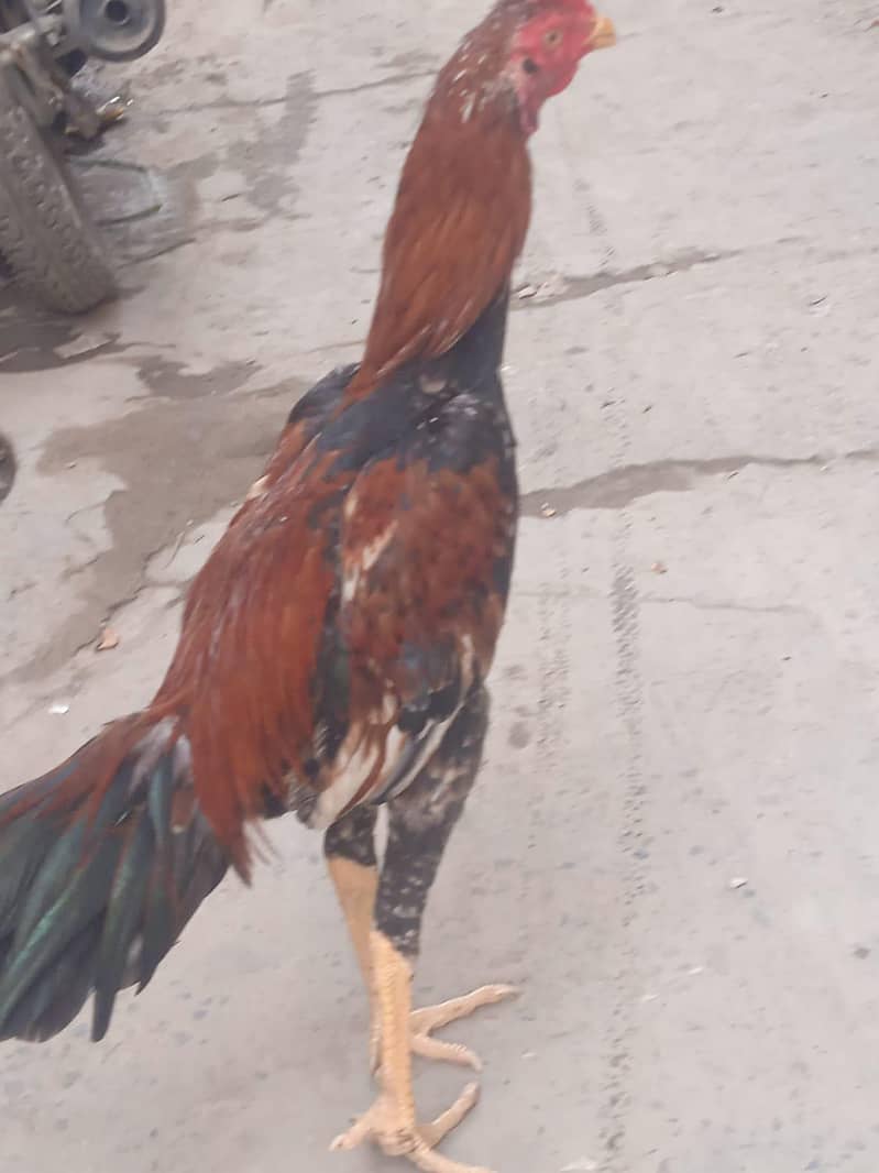 Sindhi Aseel 1