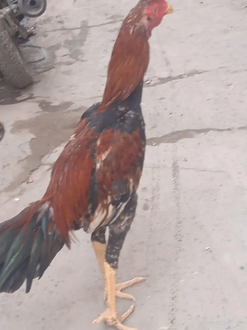 Sindhi Aseel — photo 2