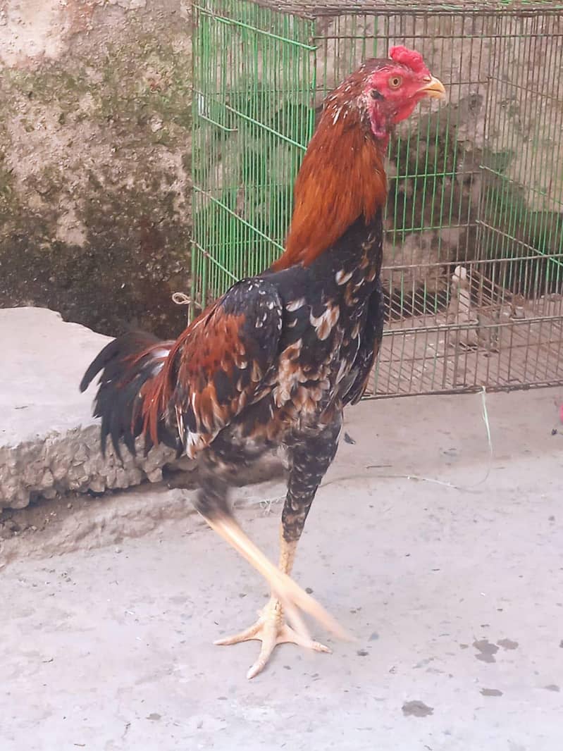 Sindhi Aseel 2