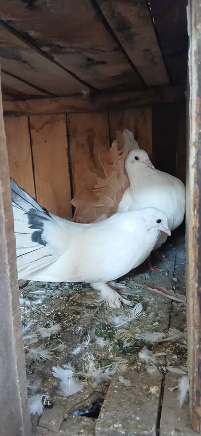 2 pairs one lakay breeder pair and one senti breeder pair