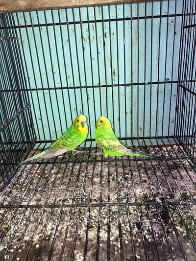 budgie breeder Pair